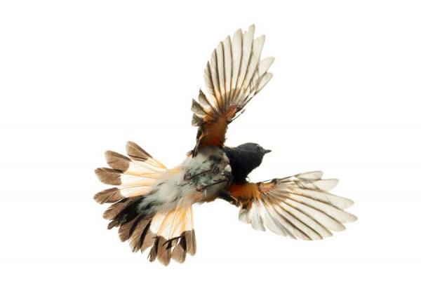 Photograph Paul Nelson American Redstart on One Eyeland