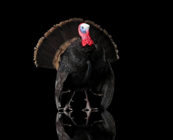 Photograph Owen Smith American Turkey on One Eyeland