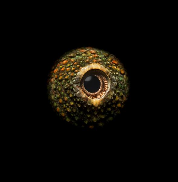Photograph Jonathan Knowles Animal Eyes Panther Chameleon on One Eyeland