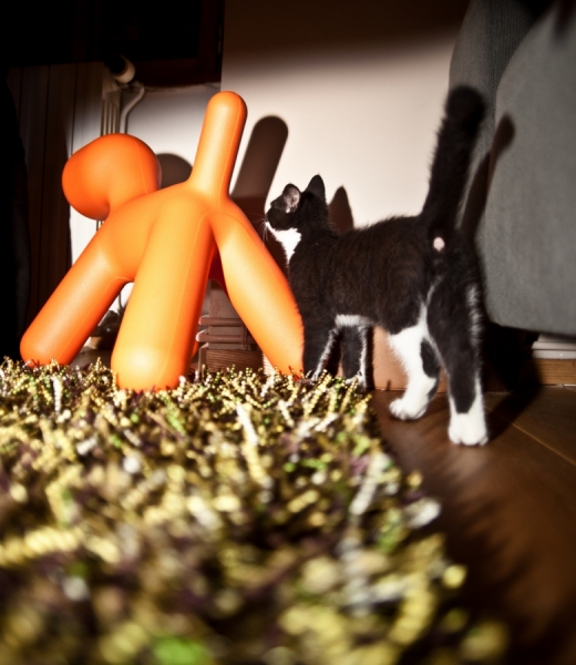 Photograph Robin Cerutti Animals on One Eyeland
