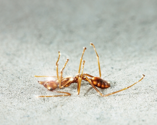 Photograph Ekarat Wisuttiwan Ant on One Eyeland