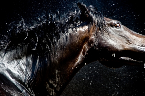 Photograph Till Leeser Apocalytic Horse on One Eyeland