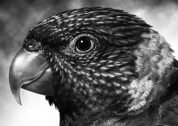 Photograph Mauro Risch Arara on One Eyeland