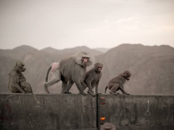 Photograph David Taylorbramley Baboon Family on One Eyeland
