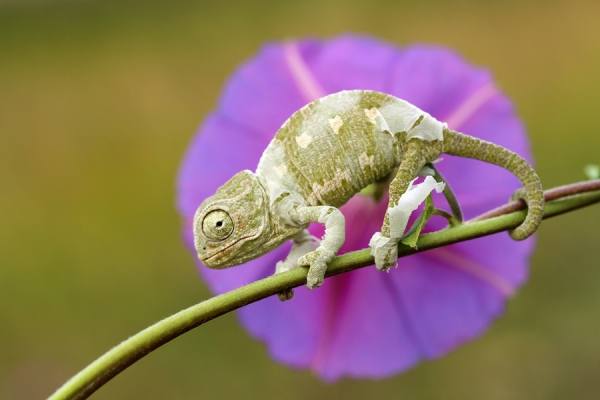 Photograph Mehmet Karaca Baby Chameleon on One Eyeland