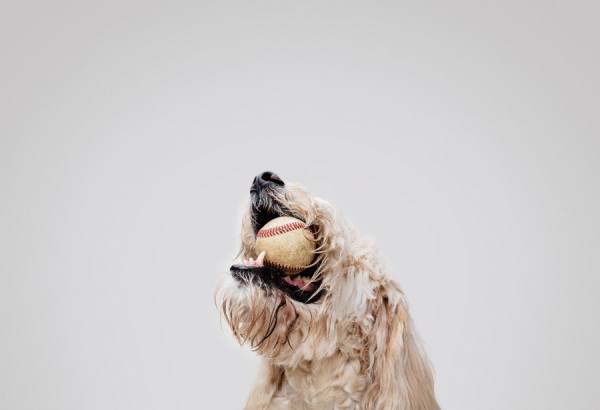 Photograph Taylor Castle Baseball Dog on One Eyeland