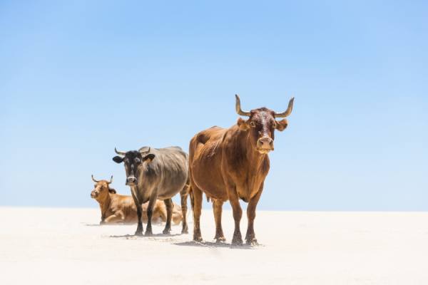 Photograph Andrew Lever Beach Bulls on One Eyeland