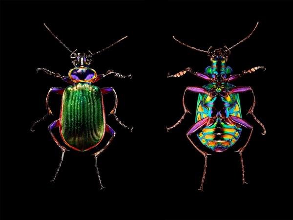 Photograph David Morris Beetles on One Eyeland