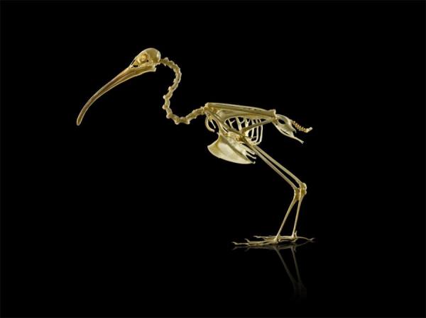 Photograph Owen Smith Bird Skeleton on One Eyeland