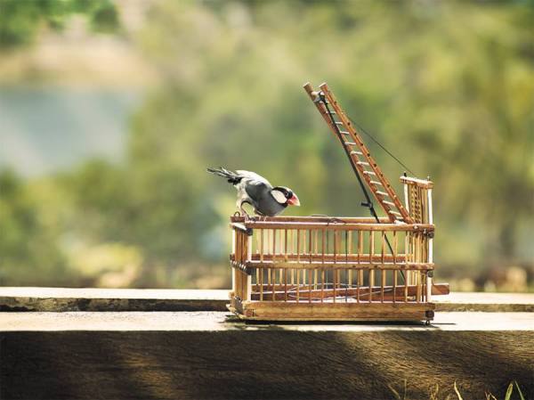 Photograph Diego Freire Bird Trap on One Eyeland