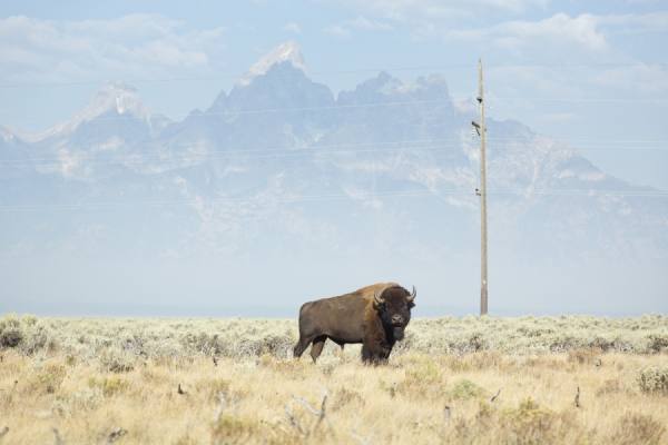Photograph Eric Prine Bison 2 on One Eyeland
