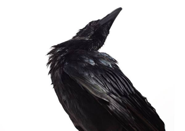 Photograph Tamaki Yoshida Black Bird on One Eyeland