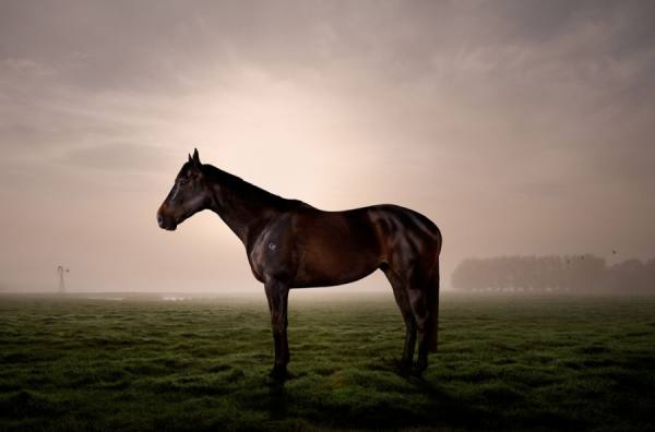 Photograph Jules Tahan Black Caviar on One Eyeland