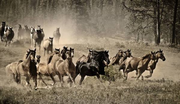 Photograph Diego Arrigoni Black Horse on One Eyeland