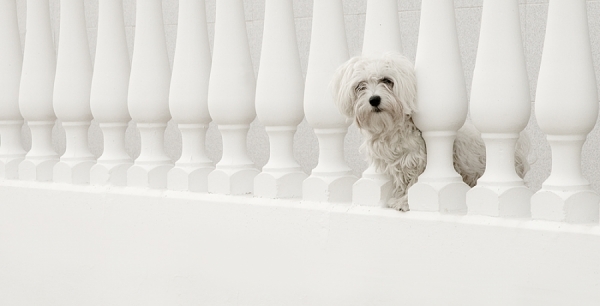 Photograph Juan De Villalba White In White on One Eyeland