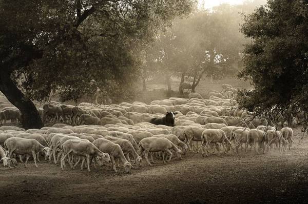 Photograph Diego Arrigoni Black Sheep on One Eyeland