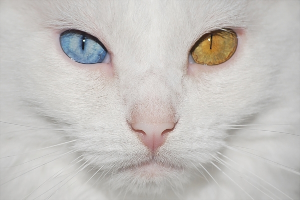 Photograph Adri Fil Blue And Yellow on One Eyeland