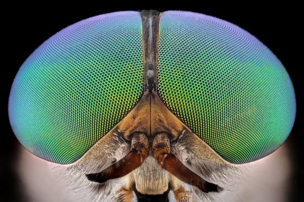 Photograph Donald Jusa Blue Green Faced on One Eyeland