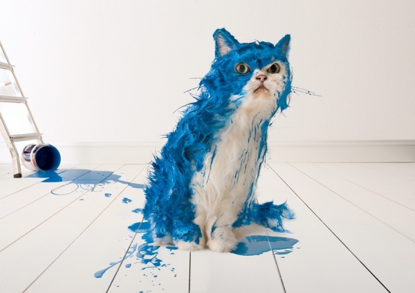 Photograph Colin Thomas Blue Paint Cat on One Eyeland