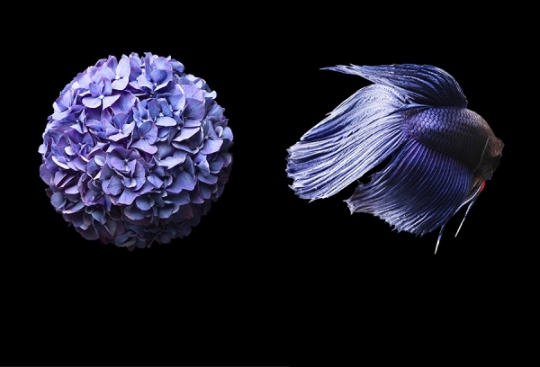 Photograph Tal Silverman Blue Siamese Fighting Fish And Hydraenga on One Eyeland