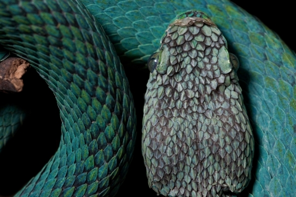 Photograph Robin Moore Blue Viper on One Eyeland
