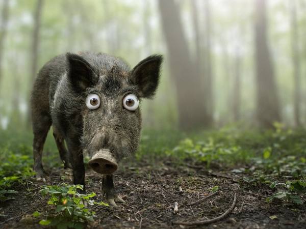 Photograph Andreas Fitzner Boar on One Eyeland