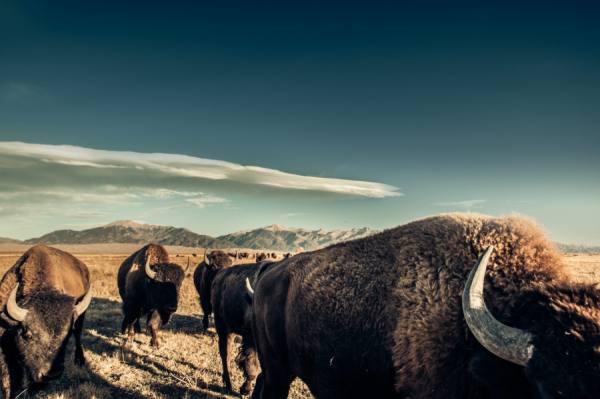 Photograph Nick Hall Buffalo on One Eyeland