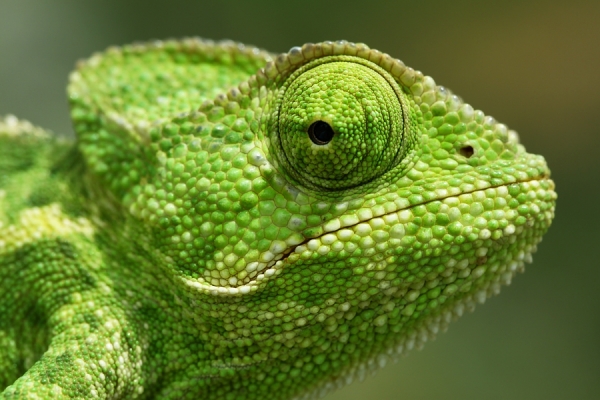 Photograph Mehmet Karaca Buki on One Eyeland