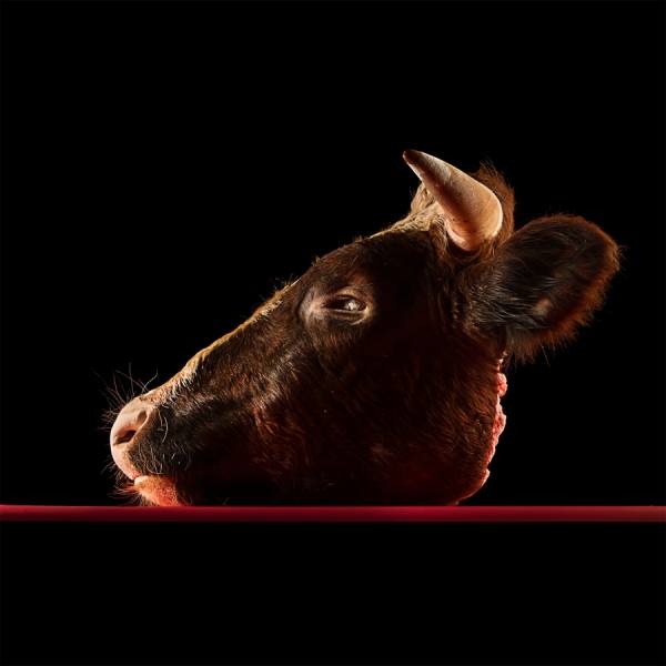 Photograph Antonio Strafella Bull on One Eyeland