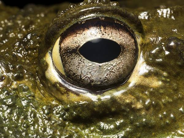 Photograph Jonathan Knowles Bullfrog on One Eyeland