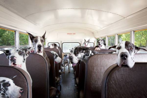 Photograph William Huber Bus Full Of Danes on One Eyeland
