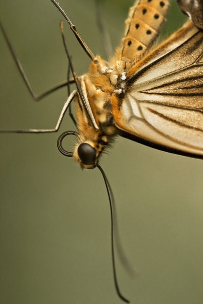 Photograph Carsten Steinhausen Butterfly_5 on One Eyeland