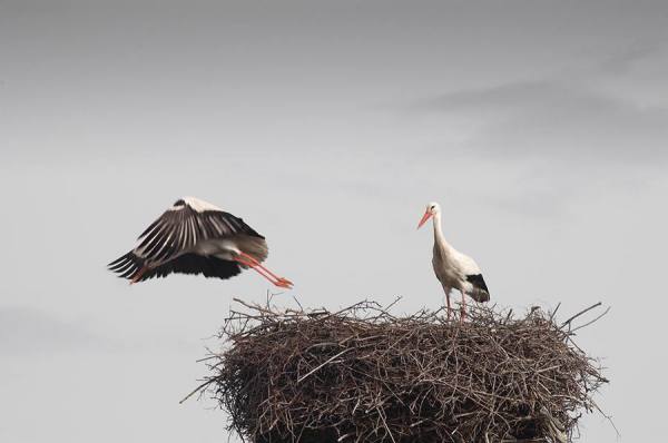 Photograph Juan De Villalba Bye Bye on One Eyeland