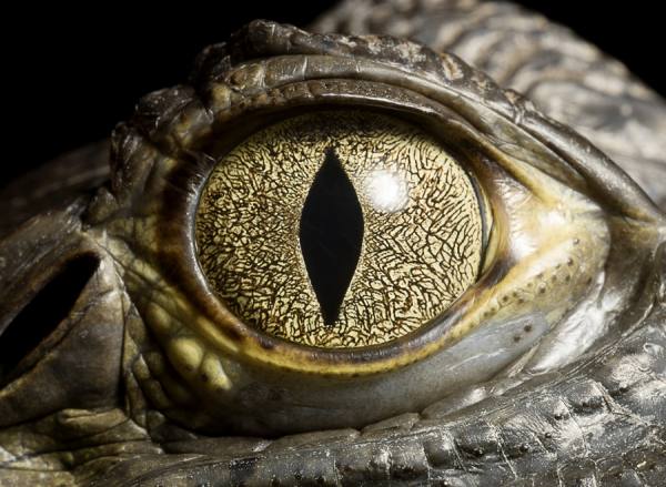 Photograph Jonathan Knowles Caiman Crocodile on One Eyeland