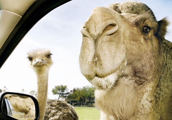 Photograph Ron Berg Camel And Ostrich on One Eyeland