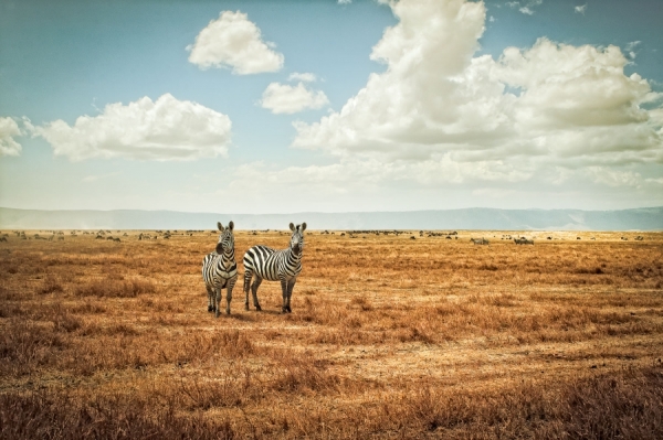 Photograph Justin Carrasquillo Captivated Zebra on One Eyeland