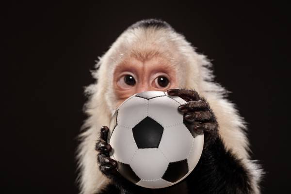 Photograph Tim Platt Capuchin Monkey 1 on One Eyeland