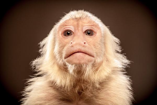 Photograph Tim Platt Capuchin Monkey 2 on One Eyeland