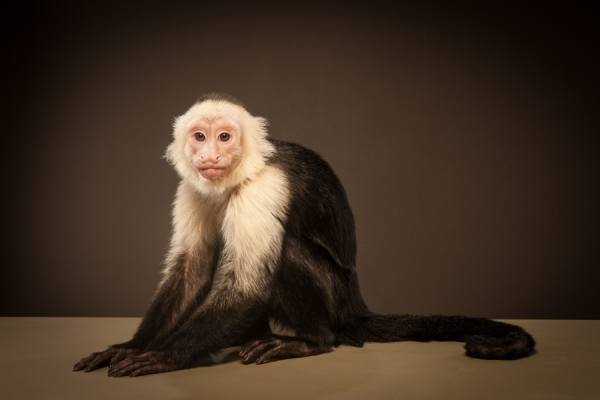 Photograph Tim Platt Capuchin Monkey 3 on One Eyeland