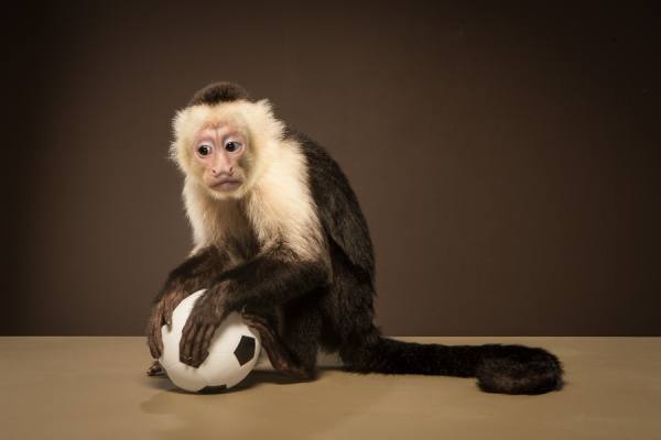 Photograph Tim Platt Capuchin Monkey 4 on One Eyeland