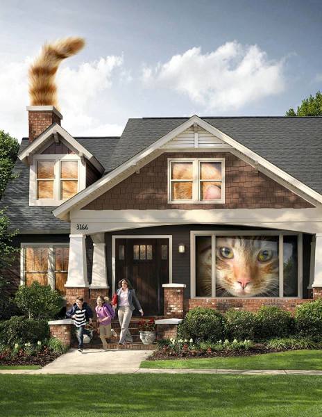 Photograph Chris Clor Cat on One Eyeland