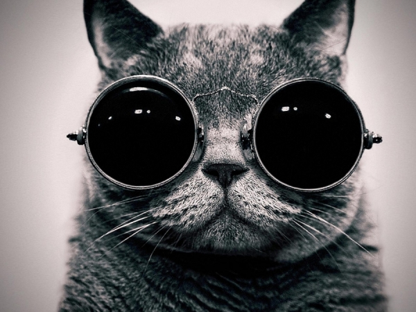 Photograph Jon Lavarias Cat on One Eyeland