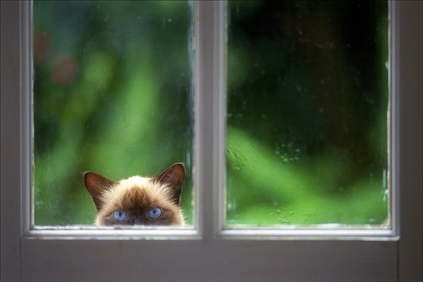 Photograph Red Morgan Cat Peek on One Eyeland