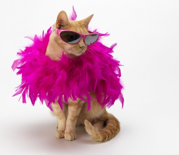 Photograph Owen Smith Cat With Sunglasses on One Eyeland