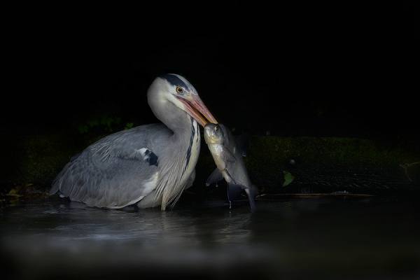 Photograph Paula Loonen Catch on One Eyeland