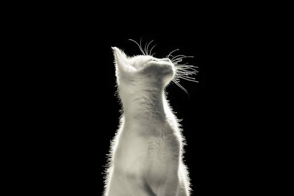 Photograph Albertszki Tamas Catlight on One Eyeland