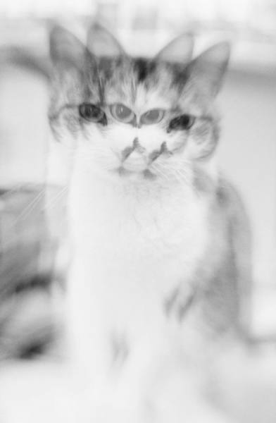 Photograph Karin Claus Cats on One Eyeland