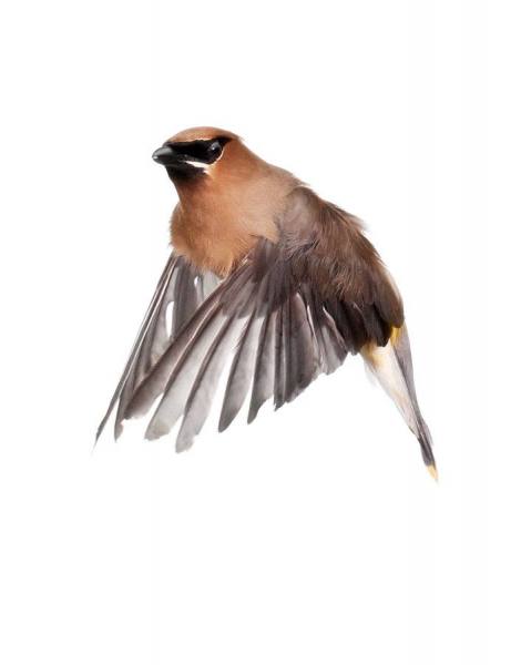 Photograph Paul Nelson Cedar Waxwing on One Eyeland
