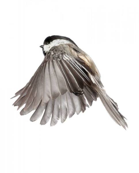 Photograph Paul Nelson Chickadee 2 on One Eyeland