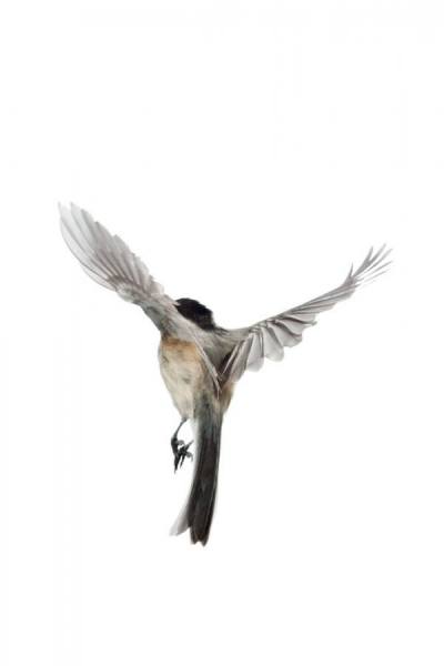 Photograph Paul Nelson Chickadee on One Eyeland